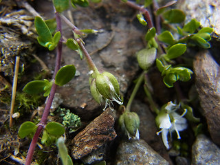 Arenaria biflora