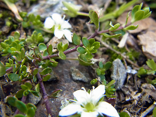 Arenaria biflora