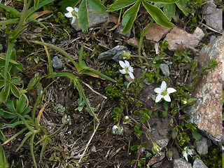 Arenaria biflora