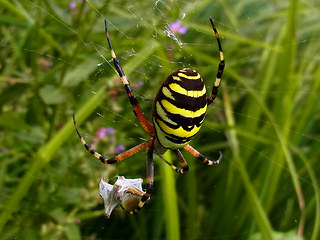 Argiope bruennichi