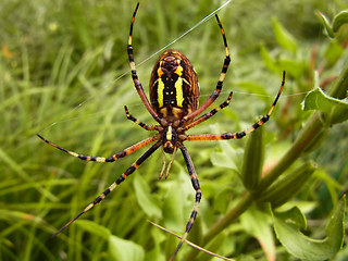 Argiope bruennichi