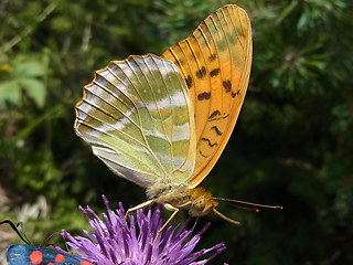 Argynnis paphia