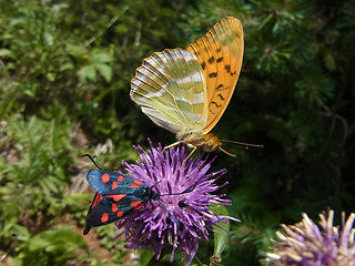 Argynnis paphia