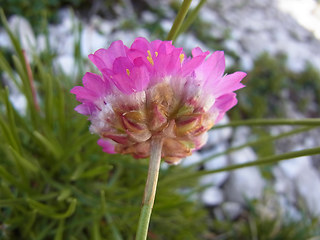 Armeria alpina