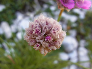 Armeria alpina