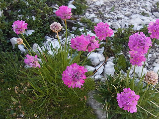 Armeria alpina