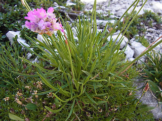 Armeria alpina