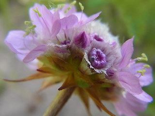 Armeria maritima ssp. elongata