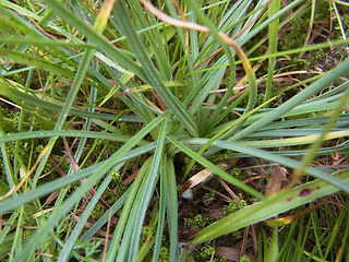 Armeria maritima ssp. elongata