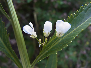 Armoracia rusticana