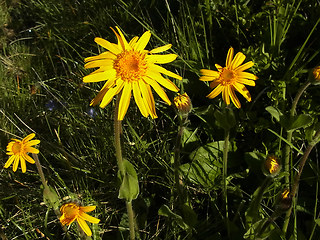 Arnica montana