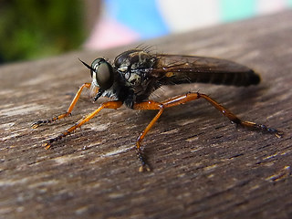 Asilidae 01