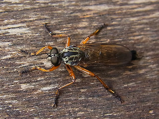 Asilidae 01