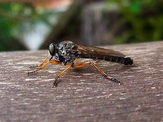 Asilidae 01