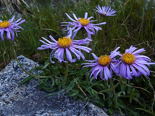 Aster alpinus