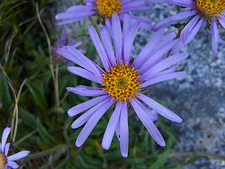 Aster alpinus