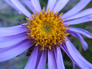 Aster alpinus