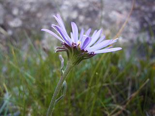 Aster alpinus