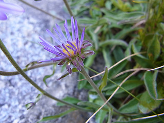 Aster alpinus