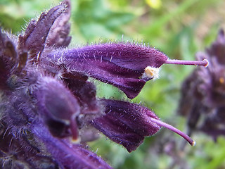 Bartsia alpina