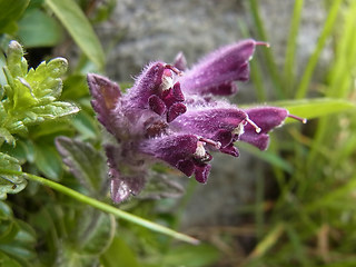 Bartsia alpina