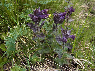 Bartsia alpina