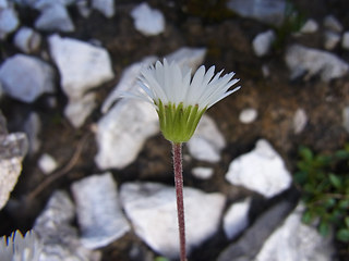 Bellidiastrum michel