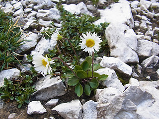 Bellidiastrum michel