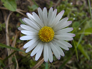 Bellis perennis