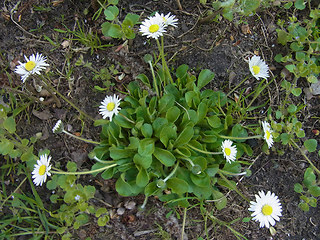 Bellis perennis