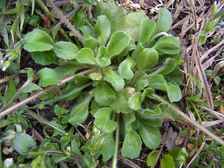 Bellis perennis