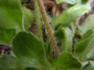 Bellis perennis