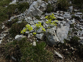 Biscutella laevigata