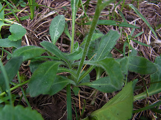 Biscutella laevigata