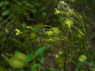 Biscutella laevigata