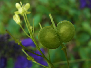 Biscutella laevigata