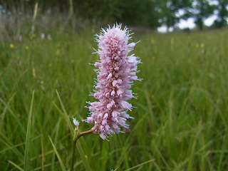 Bistorta officinalis