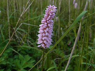 Bistorta officinalis