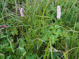 Bistorta officinalis