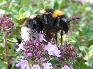 Bombus hortorum