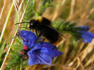 Bombus lapidarius