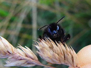 Bombus lapidarius