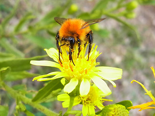 Bombus pascuorum