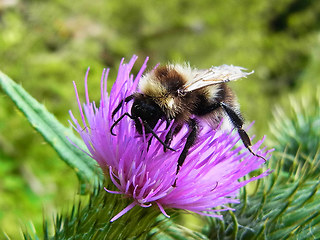 Bombus sylvarum