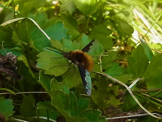 Bombylius mayor