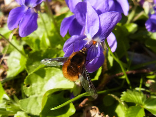 Bombylius mayor