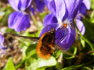 Bombylius mayor