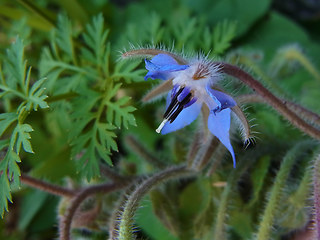 Borago officinalis