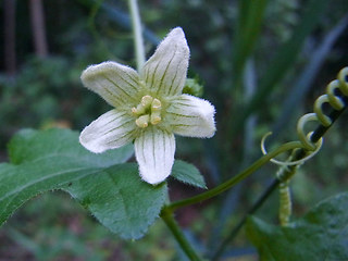 Bryonia dioica