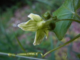 Bryonia dioica